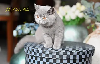 litterb (7) copy